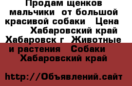 Продам щенков(мальчики) от большой красивой собаки › Цена ­ 500 - Хабаровский край, Хабаровск г. Животные и растения » Собаки   . Хабаровский край